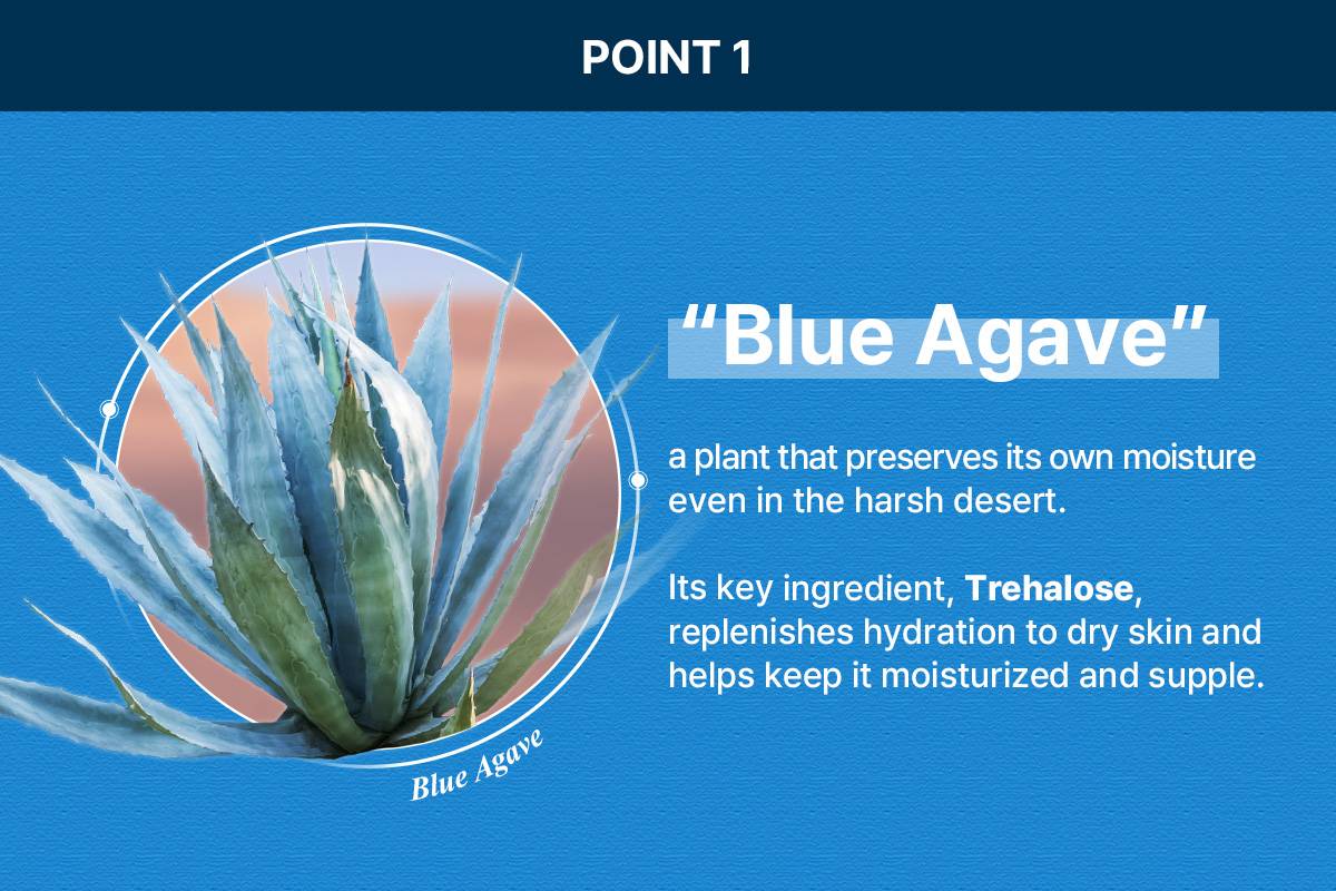 Dr.Bio Blue Agave Soothing Gel blue agave and trehalose hydration ingredient